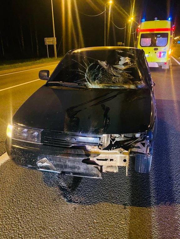 Фото: В Череповецком округе произошло ДТП с лосем