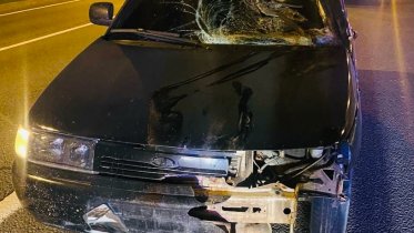 Фото: В Череповецком округе произошло ДТП с лосем