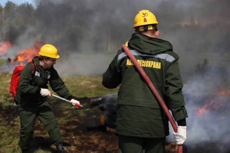 Фото: В Вологодской области значительно снизилось количество лесных пожаров
