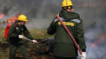 Фото: В Вологодской области значительно снизилось количество лесных пожаров
