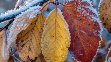Фото: Прогноз погоды в Вологодской области: ожидаются заморозки и гололедица