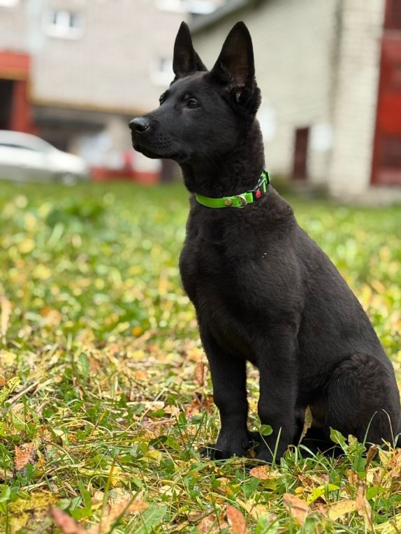Фото: Интер идёт в полицию: в Череповце начнут готовят нового четвероногого сотрудника