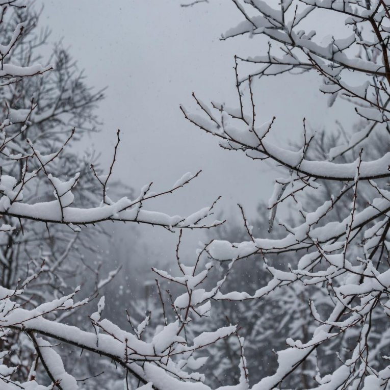 Фото: Холода наступили: Вологодская область встречает снежный фронт
