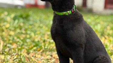 Фото: Интер идёт в полицию: в Череповце начнут готовят нового четвероногого сотрудника