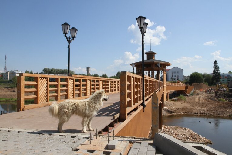 Фото: В Вологодской области сделают обязательным чипирование собак