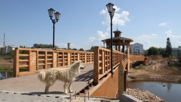 Фото: В Вологодской области сделают обязательным чипирование собак