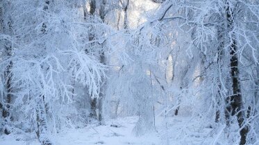 Фото: Февраль на Вологодчине завершается морозами, но в пятницу придёт потепление