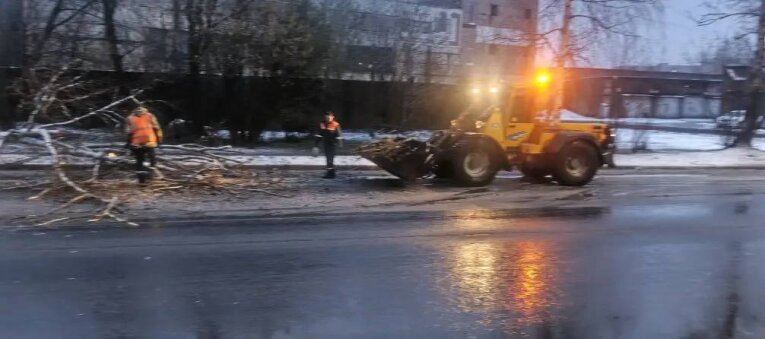 Фото: В Череповце из-за непогоды упали деревья
