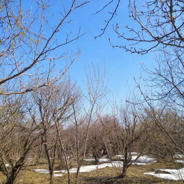 Фото: Циклон отступает: в начале мая в Вологодской области станет теплее