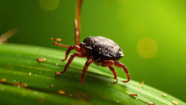 Фото: Более 120 человек пострадали от укусов клещей в Вологодской области с начала года