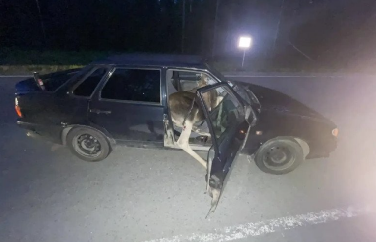 Фото: ДТП с лосем под Череповцом: 18 летняя девушка получила травмы