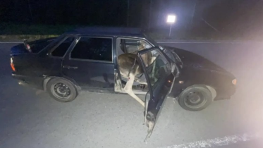 Фото: ДТП с лосем под Череповцом: 18 летняя девушка получила травмы
