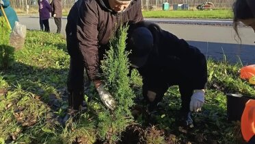 Фото: В Череповце «Горзеленстрой» подготовил деревья к зиме